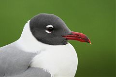 Laughing Gull